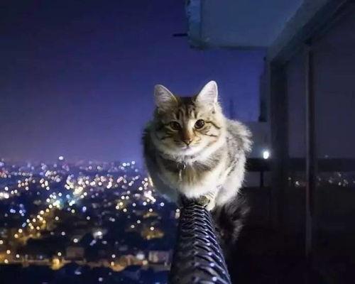 娱乐吃瓜猫捉鸟百度云,猫捉鸟事件全网热议,百度云揭秘幕后真相